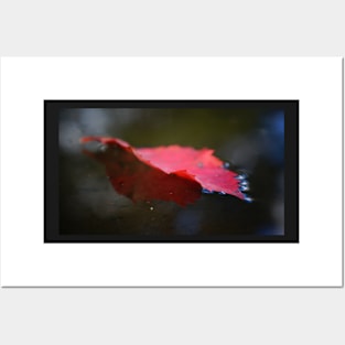 Red Leaf Floating on Water Posters and Art